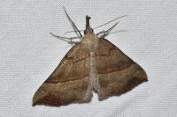 Hypena proboscidalis