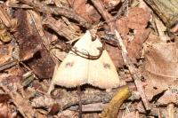 Rivula sericealis