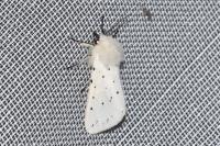 Spilosoma lubricipeda