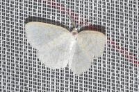 Cabera exanthemata