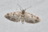 Eupithecia tantillaria