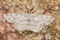 Hypomecis punctinalis