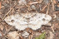 Paradarisa consonaria