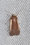 Ochropleura plecta