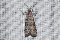 Dioryctria