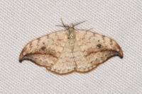 Drepana falcataria