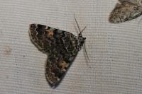 Idia calvaria