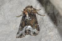 Oligia