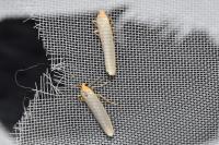 Eilema caniola