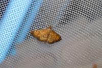Ecpyrrhorrhoe rubiginalis