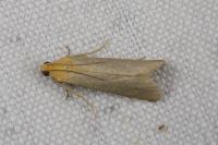 Eurhodope cirrigerella