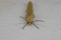 Indalia pygmaeola pallifrons