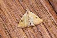 Rivula sericealis