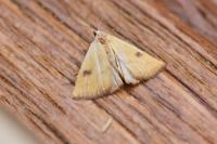 Rivula sericealis
