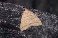 Herminia grisealis