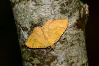 Camptogramma bilineata