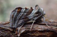 Euchalcia modestoides