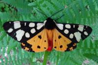 Arctia villica