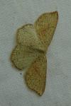 Cyclophora punctaria