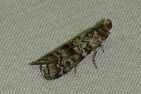 Dioryctria