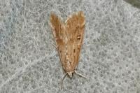 Parapoynx stratiotata