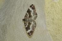 Epirrhoe alternata