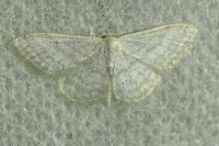 Idaea subsericeata