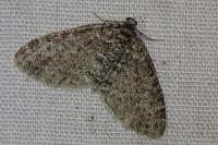 Lobophora halterata