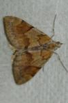 Pennithera firmata firmata
