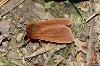 Phragmatobia fuliginosa