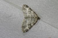 Pterapherapteryx sexalata