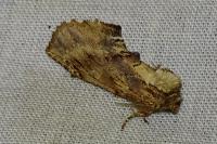 Ptilodon capucina