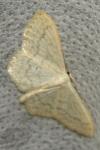 Scopula floslactata