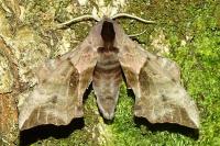 Smerinthus ocellatus ocellatus