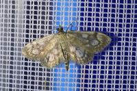 Anania coronata