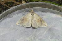 Evergestis forficalis