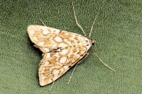 Elophila nymphaeata