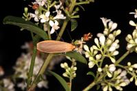 Katha depressa