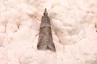 Acrobasis obliqua