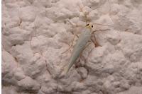 Eilema caniola