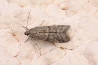 Ephestia woodiella/parasitella/elutella