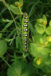 Hyles euphorbiae