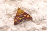 Pyrausta aurata