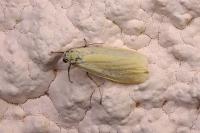 Wittia sororcula