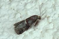 Acrobasis marmorea