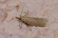 Ematheudes punctella