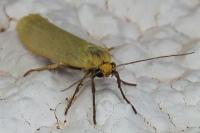 Indalia pygmaeola pallifrons