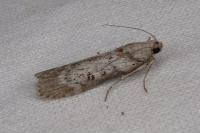 Lamoria anella