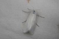 Scirpophaga praelata