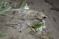 Polyphaenis sericata